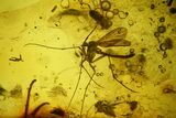 Detailed Fossil Fly (Diptera) and a Spider (Araneae) in Baltic Amber #197719-1